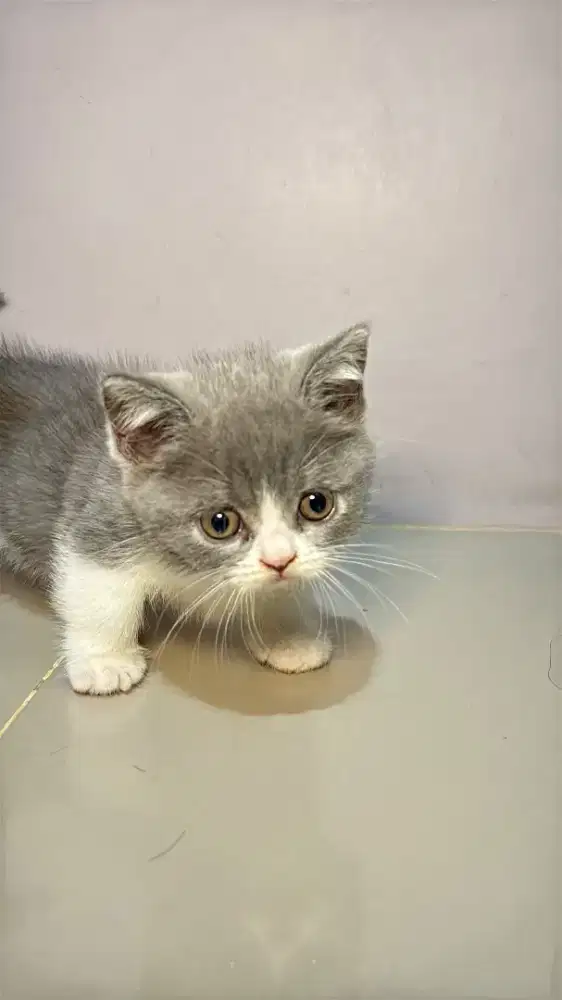 BSH KITTEN MUNCHKIN BICOLOR