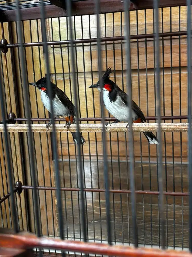 Burung langka / aviary merbah jambul sepasang