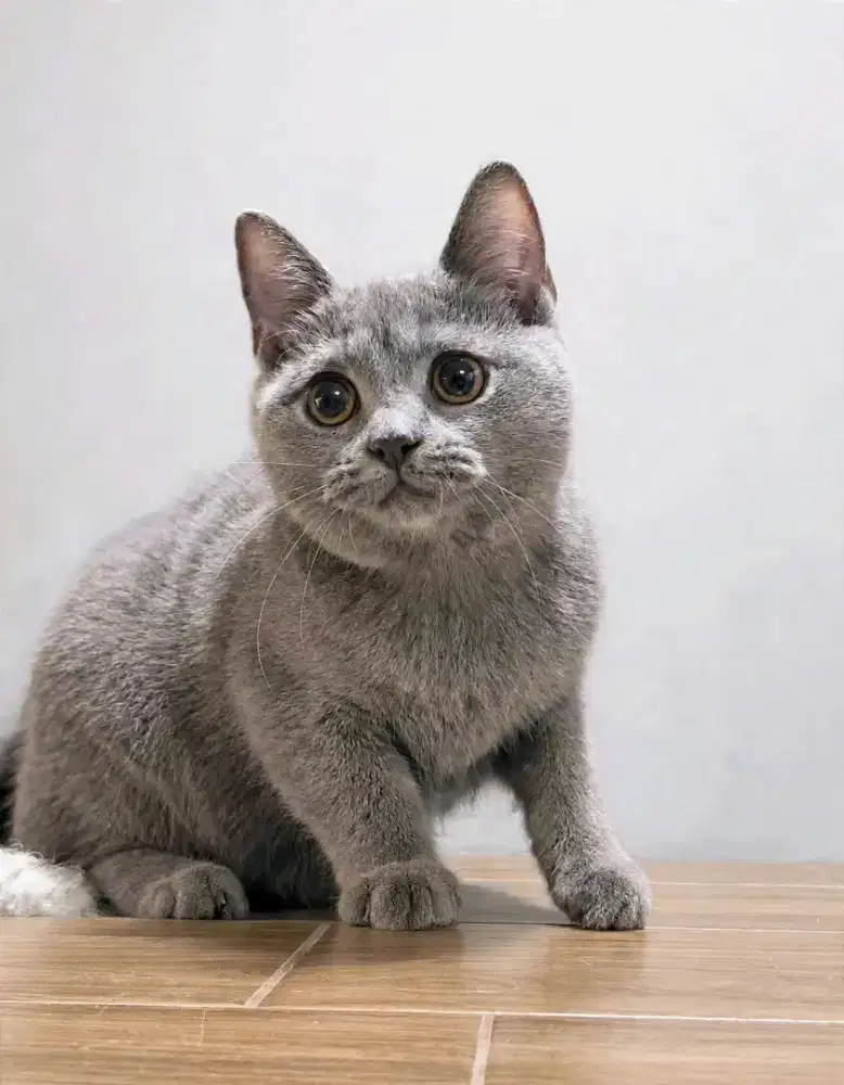 Kucing kitten British Shorthair female Pure
