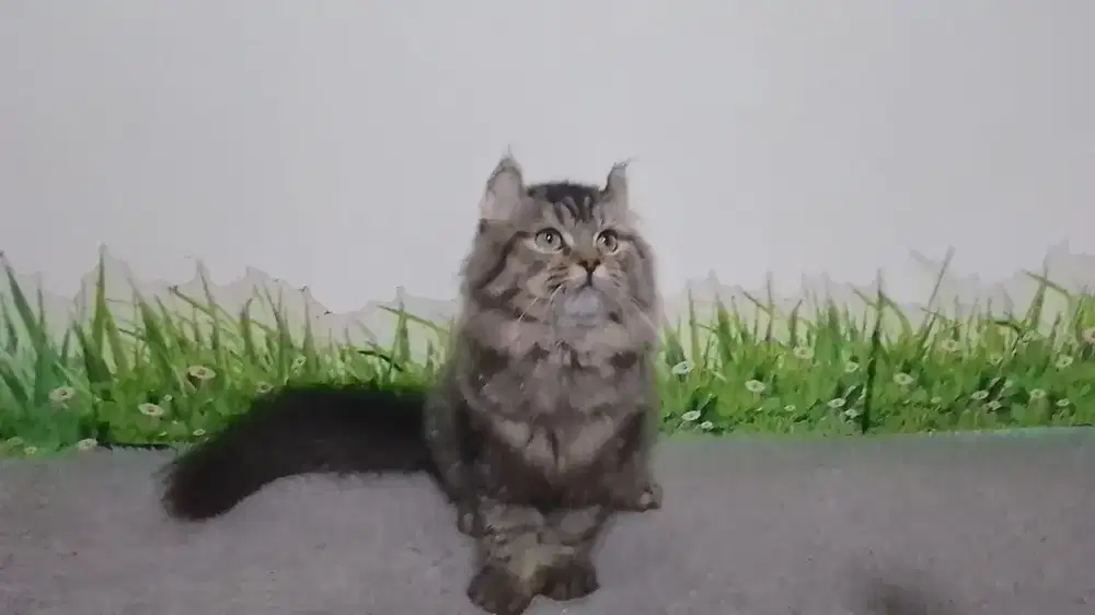 Kucing lucu Persia x American curl betina black tabby