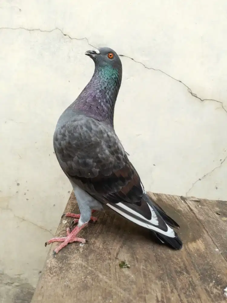 Burung dara merpati blantong sepasang