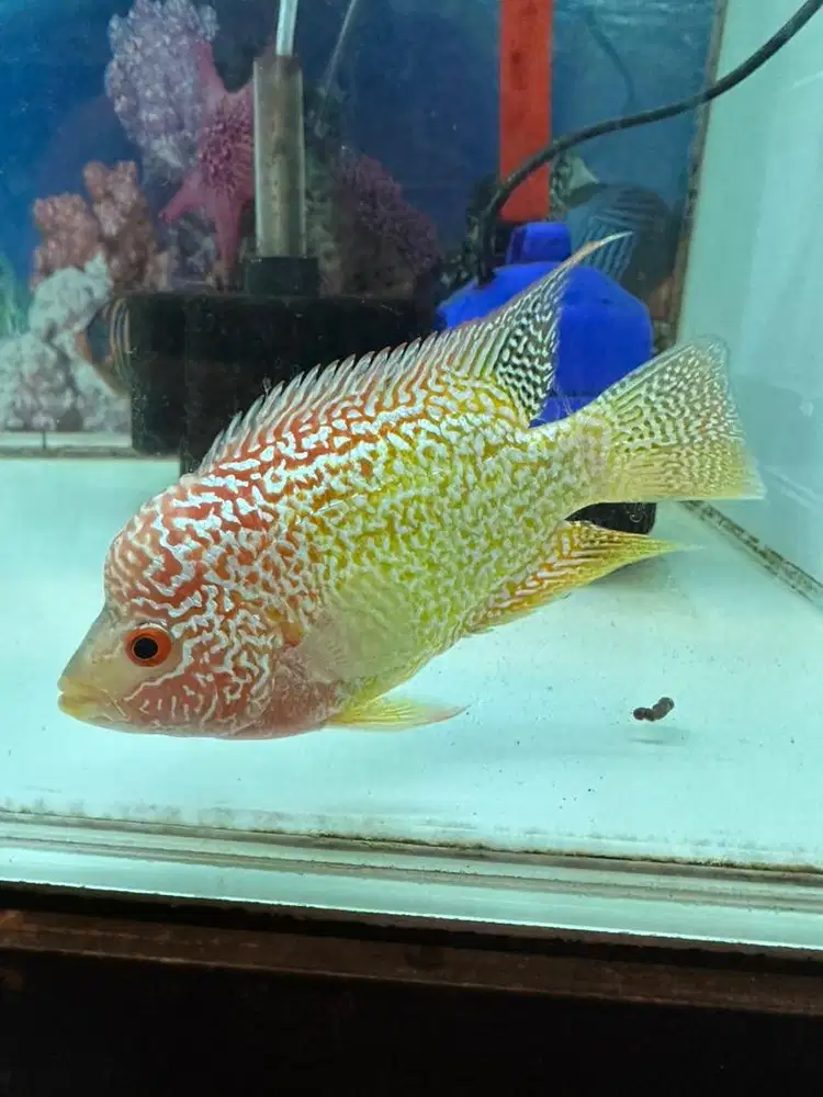 Louhan Cencu Goldenbase