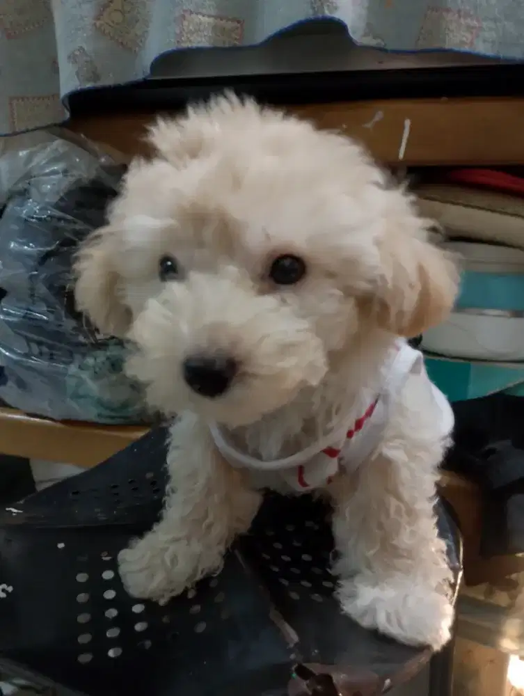 Poodle jantan usia 3 bulan