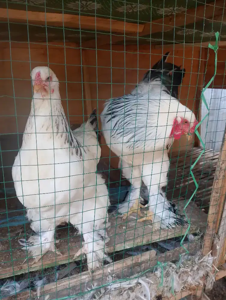 Ayam Hias Brahma Light Colombian