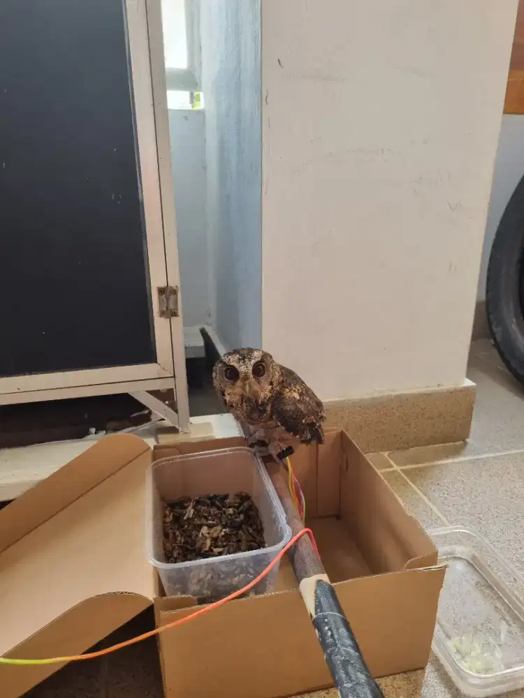 Burung hantu ukuran 15 cm kurang lebih