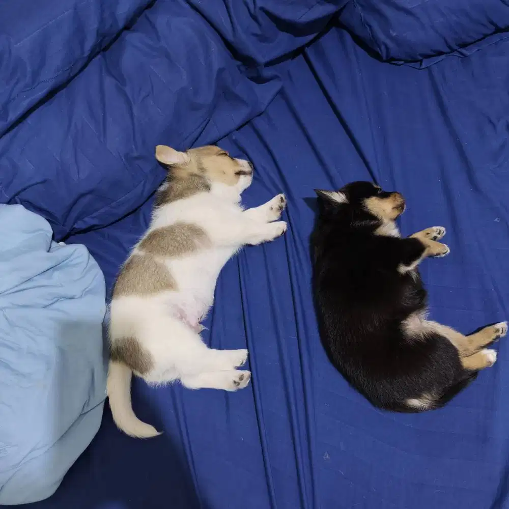 Jual anjing chihuahua mix umur 1 bulan 2 minggu cow cew lucu lucu