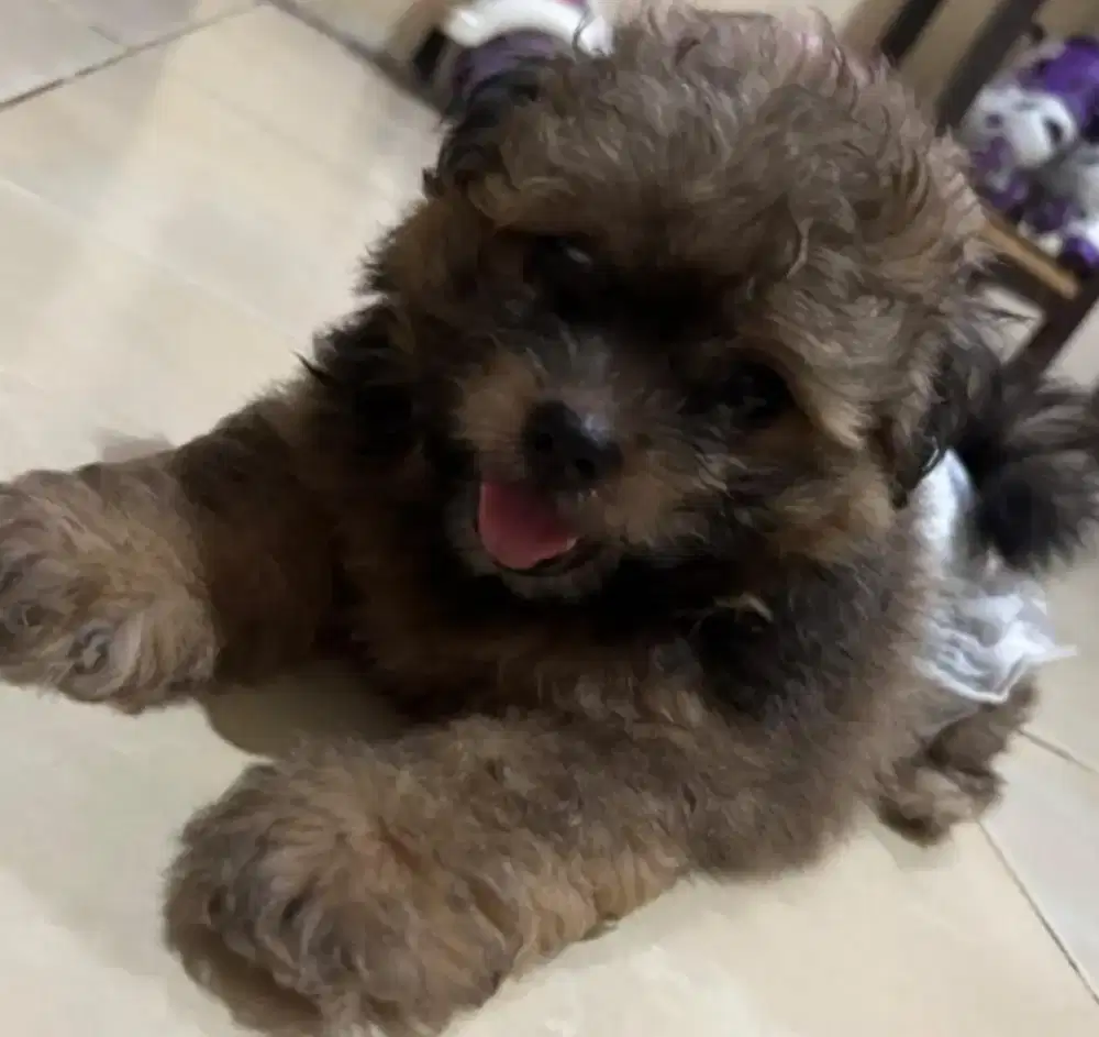 Dijual anjing pom mix shitzhu betina 2 bulan