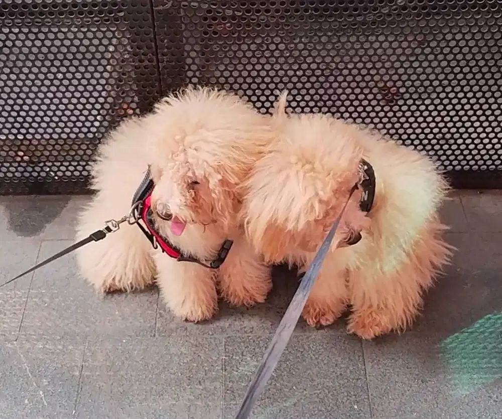 Dijual Poodle 5 Bln Betina