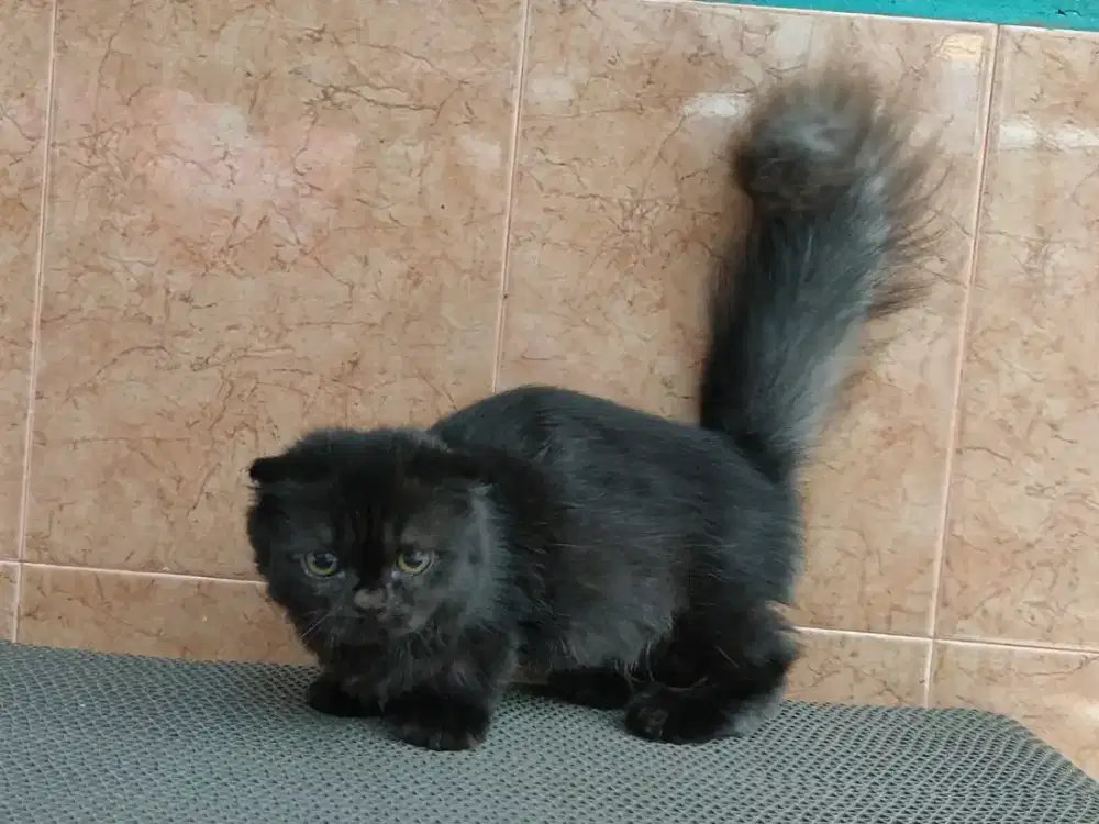 Kucing/ kitten Munchkin gaelic fold betina