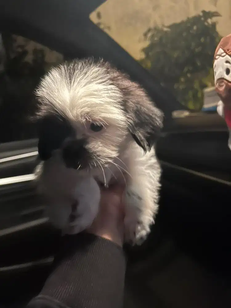 Shihtzu shitzu jantan betina ori