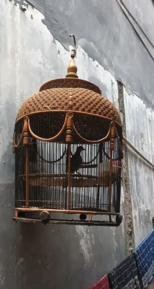 jual burung perkutut lokal fullset