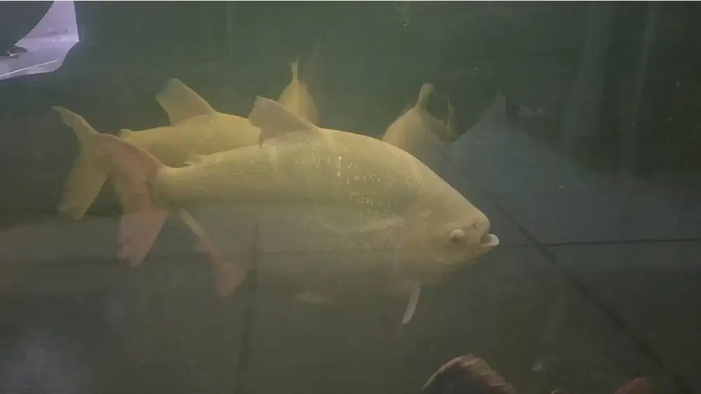 Dijual Ikan Red Tail Catfish(RTC),Tiger,Red Pacu,Bawal.. Borongan