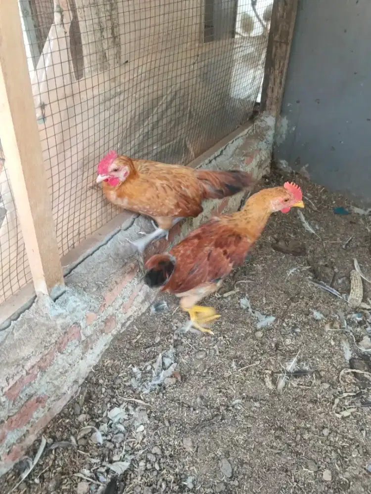 Ayam Elba Jantan Umur 4 Bulan