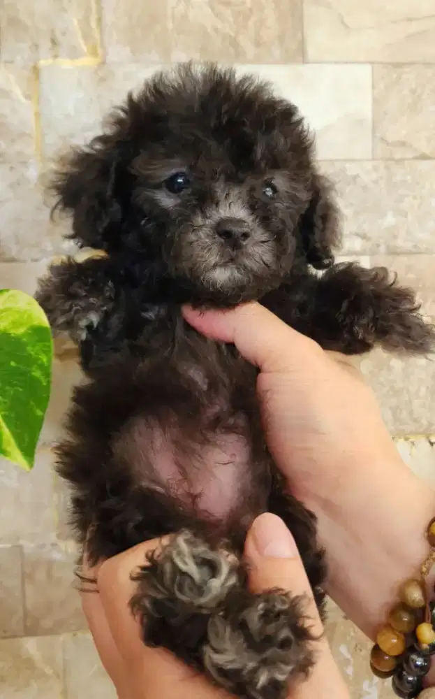 Anakan poodle silver