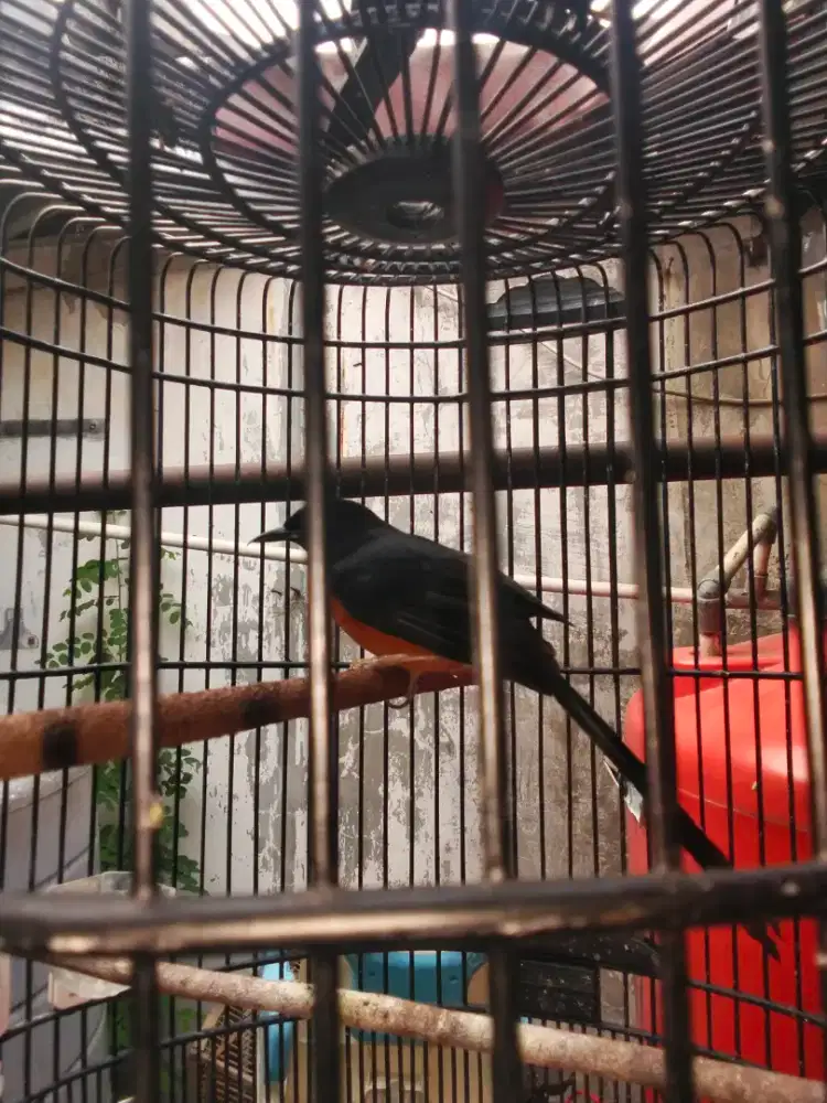 Murai batu minus kaki miring bawaan lahir