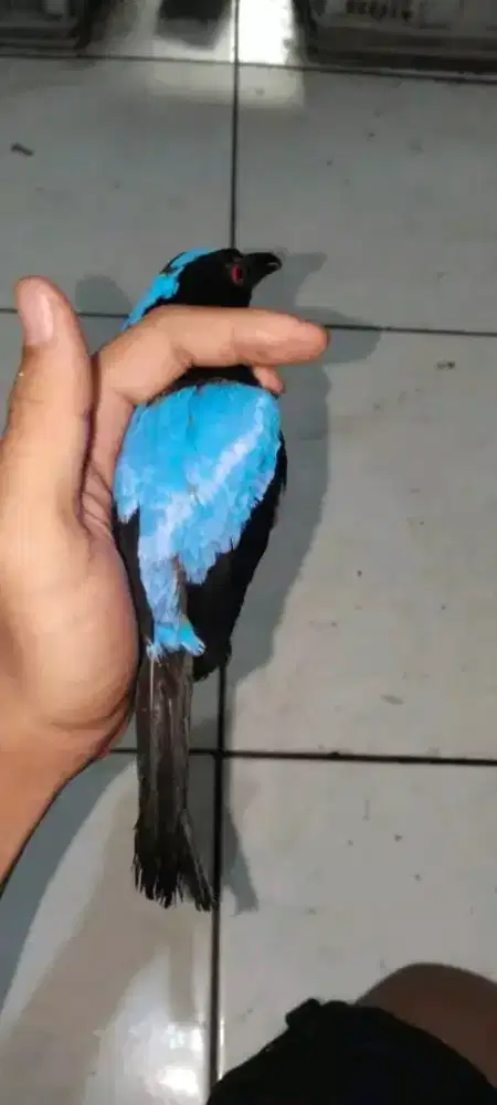 cucak biru jantan mh