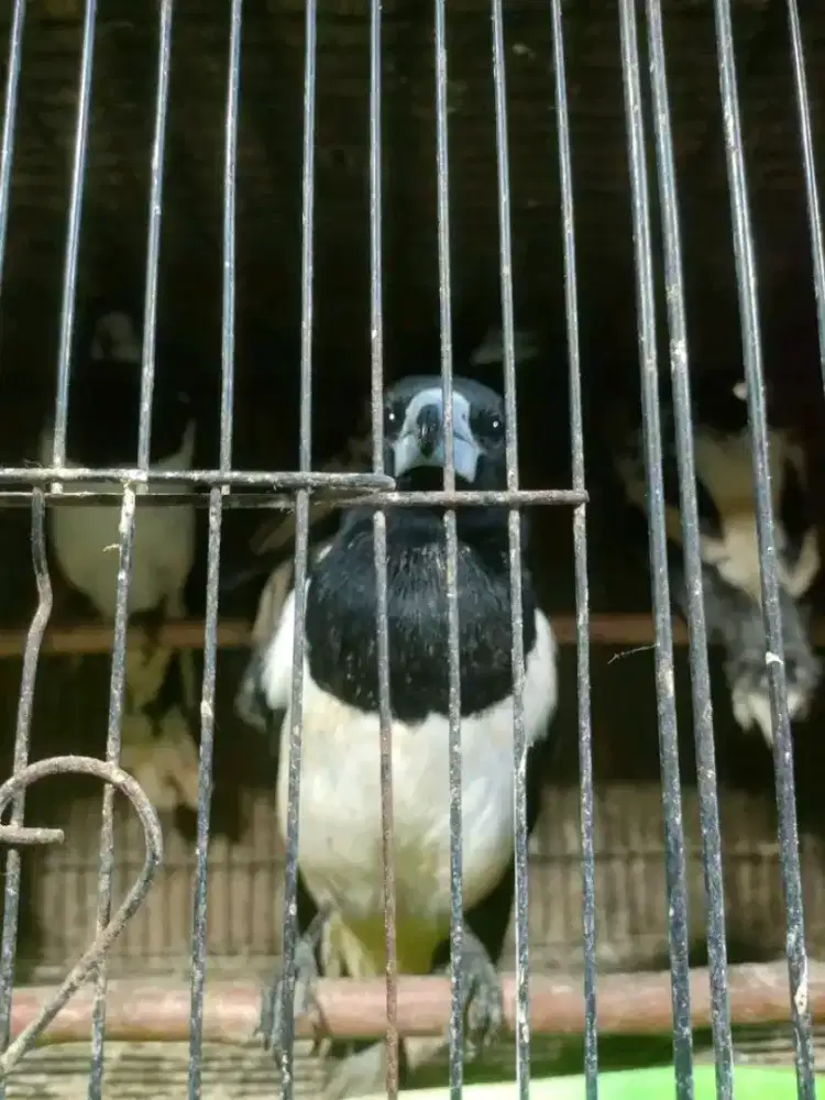 jgalpapua mh mulus purtotal
