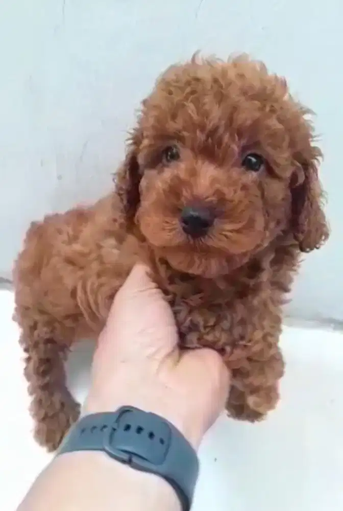 Red Toy Poodle Jantan