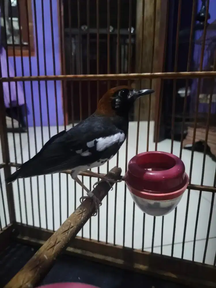 Burung anis kembang gacor minus mata nitik satu