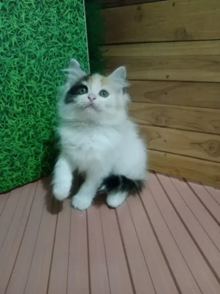 Persia kitten Calico
