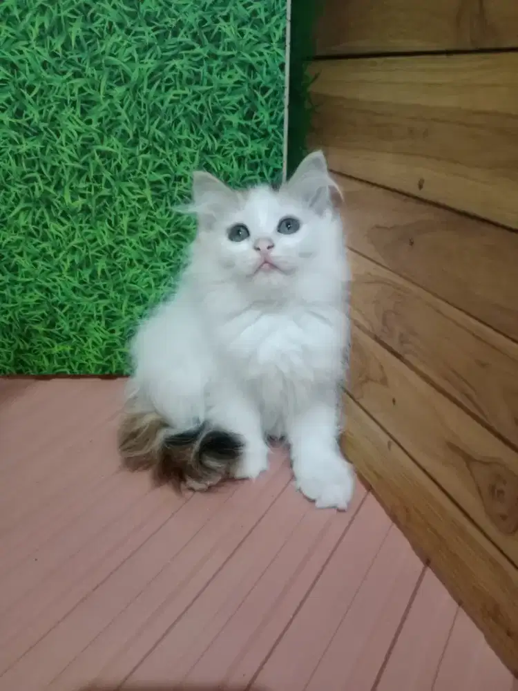 Persia kitten belang 3 kembang telon