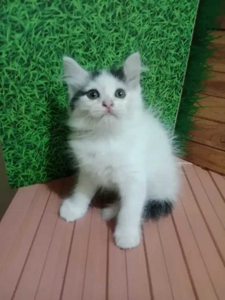Persia kitten hitam putih