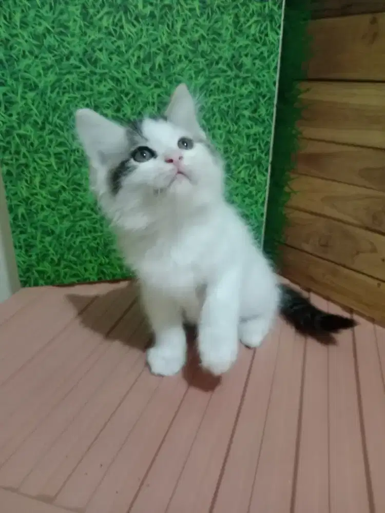 Persia kitten putih hitam