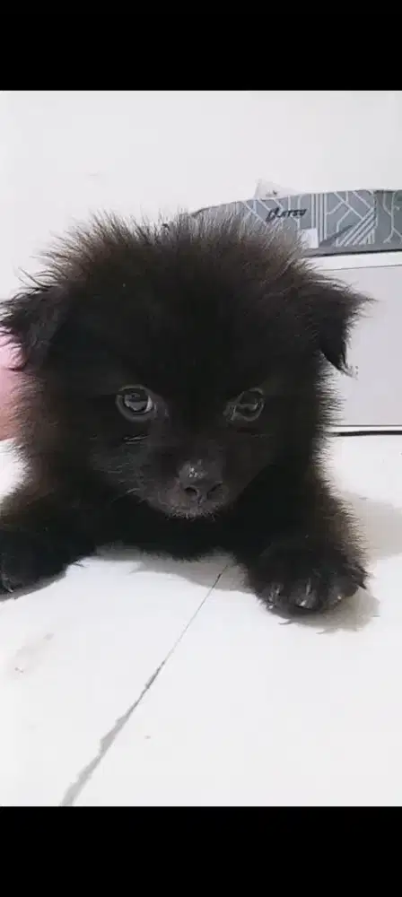 ANAK ANJING SHIPOO MIX MINI POMERANIAN