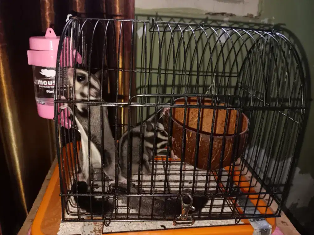 Sugar Glider Betima