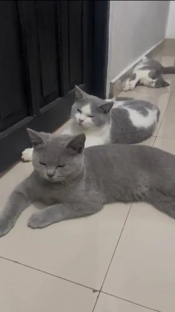 Lepas adop kucing British short hair (bsh) turunan ped