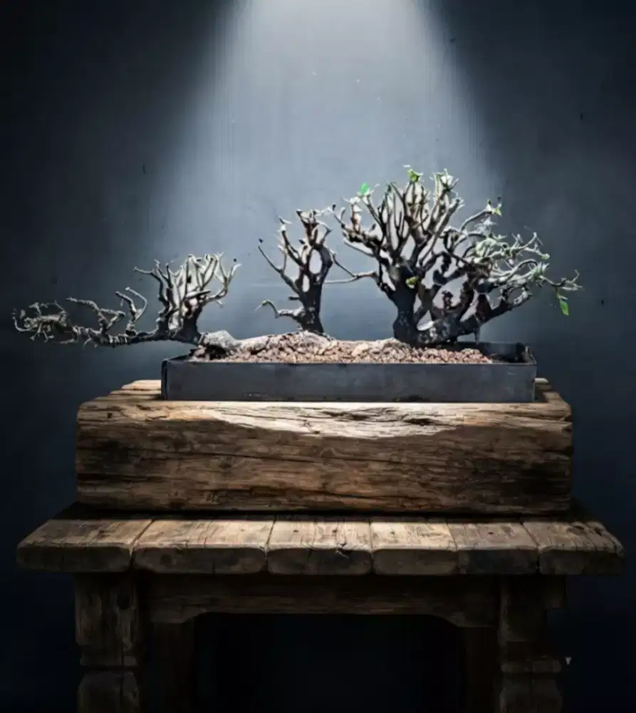 Bonsai kimeng raft style