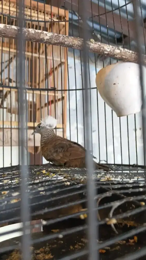 Perkutut songok ratu jantan