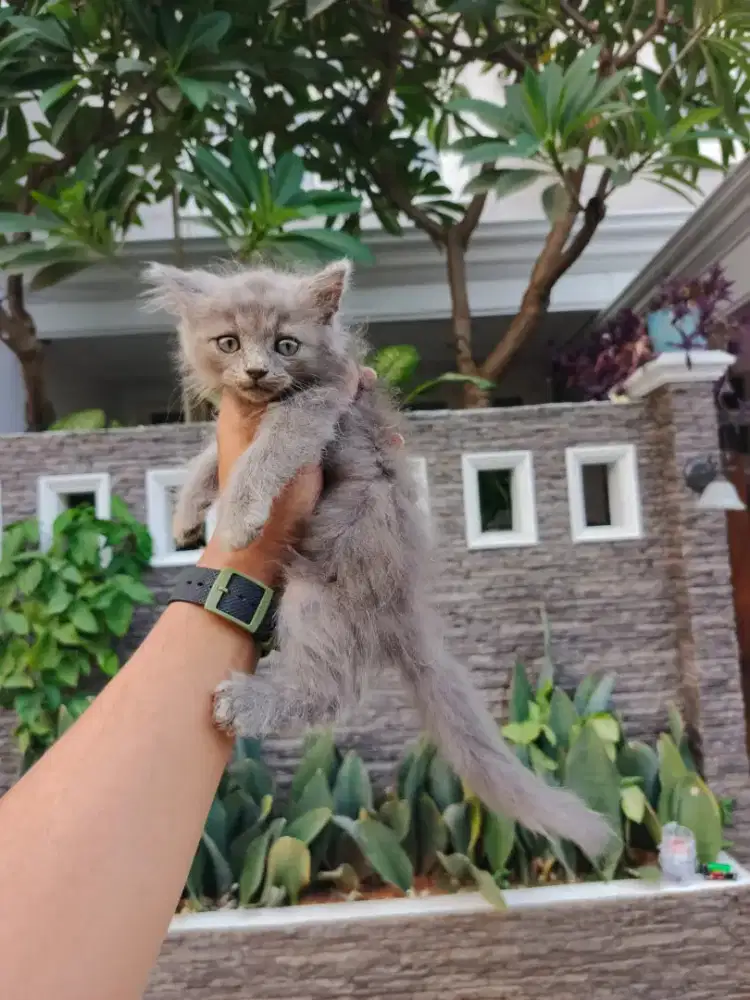 Kitten flatnose usia 2 bulan Jantan & betina