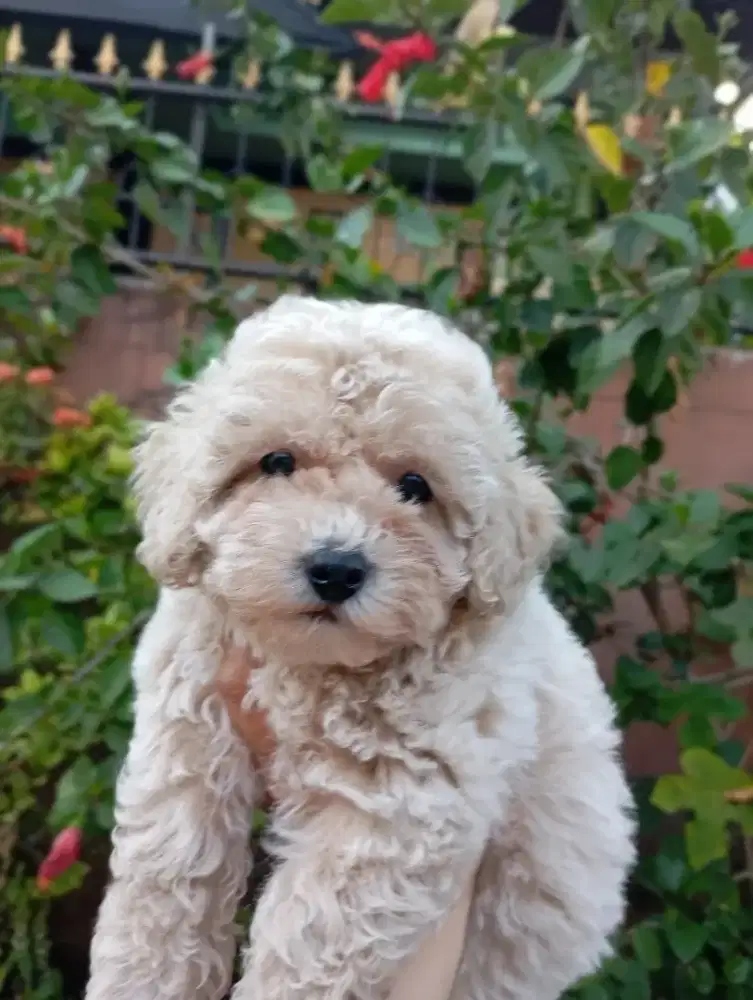 poodle jantan super kriwil