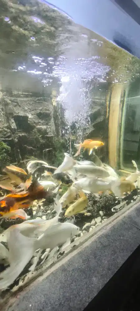 jual borongan ikan komet slayer