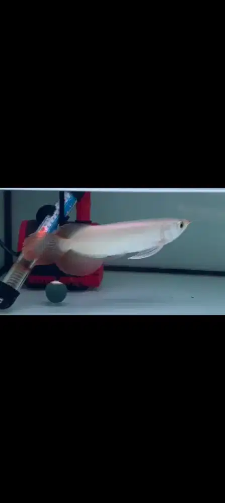 Super Red Slayer 25-27cm Mlus