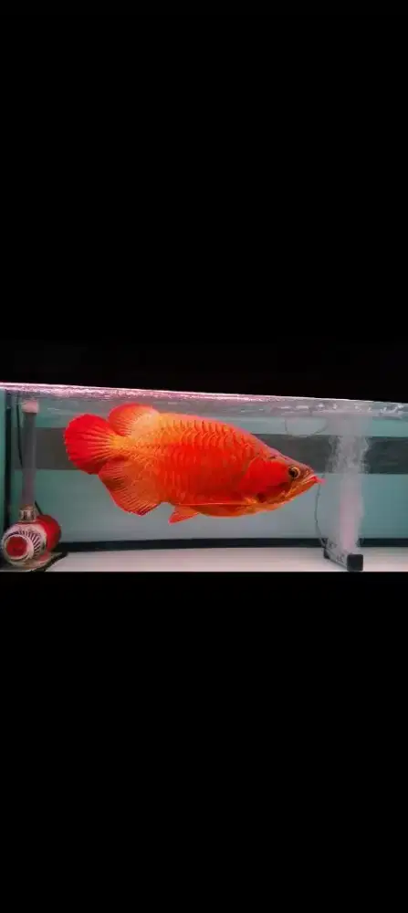 Super Red Sb ITL Jagung Bloker 45-47cm