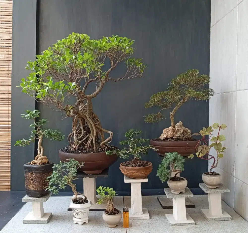 Bonsai hias siap pajang 8 pot