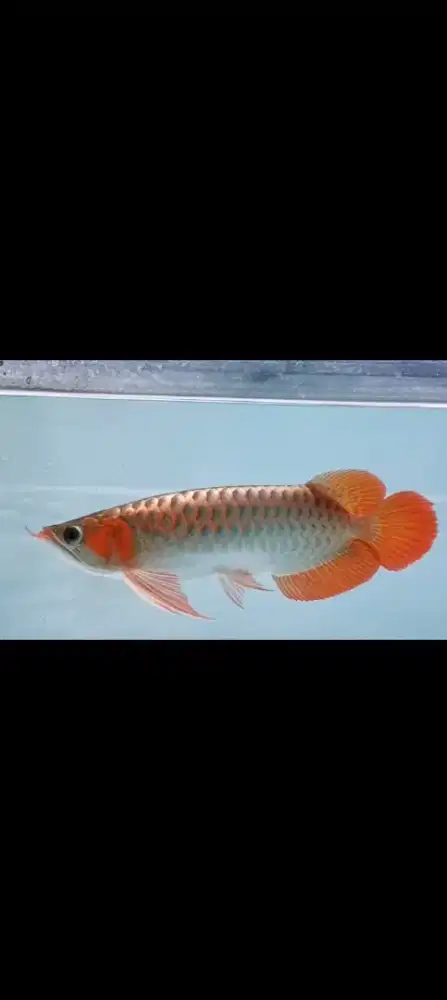 Super Red Metalik 35-37cm