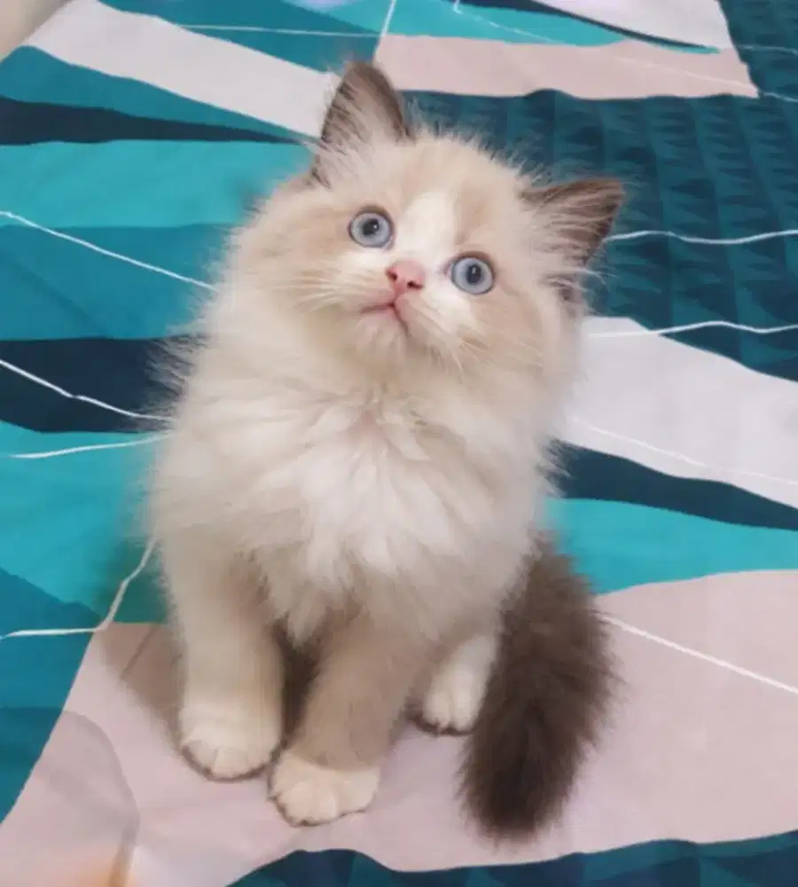 Ragdoll kitten betina