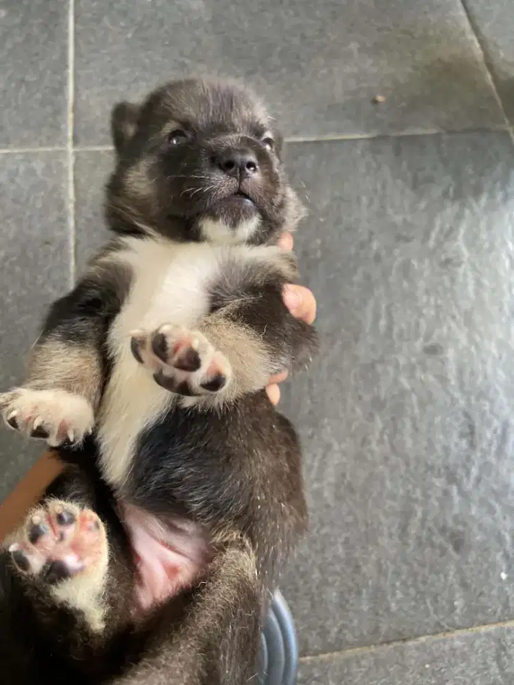 Anak Anjing Husky mix