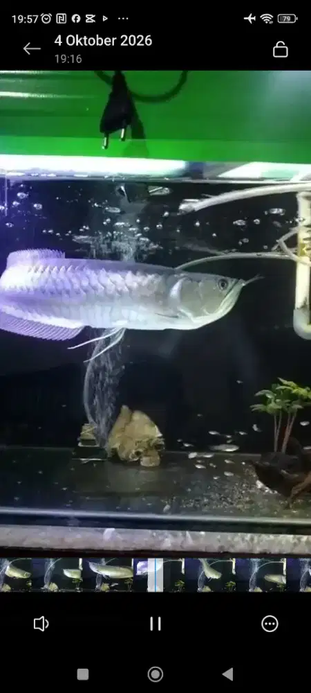 Ikan arwana silver ukuran 40cm kurang lebih,sehat terawat,jual BU
