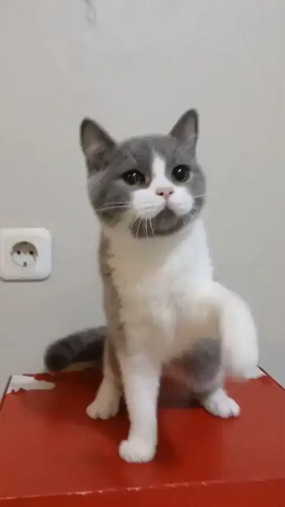 BRITISH SHORTHAIR NON PEDIGREE