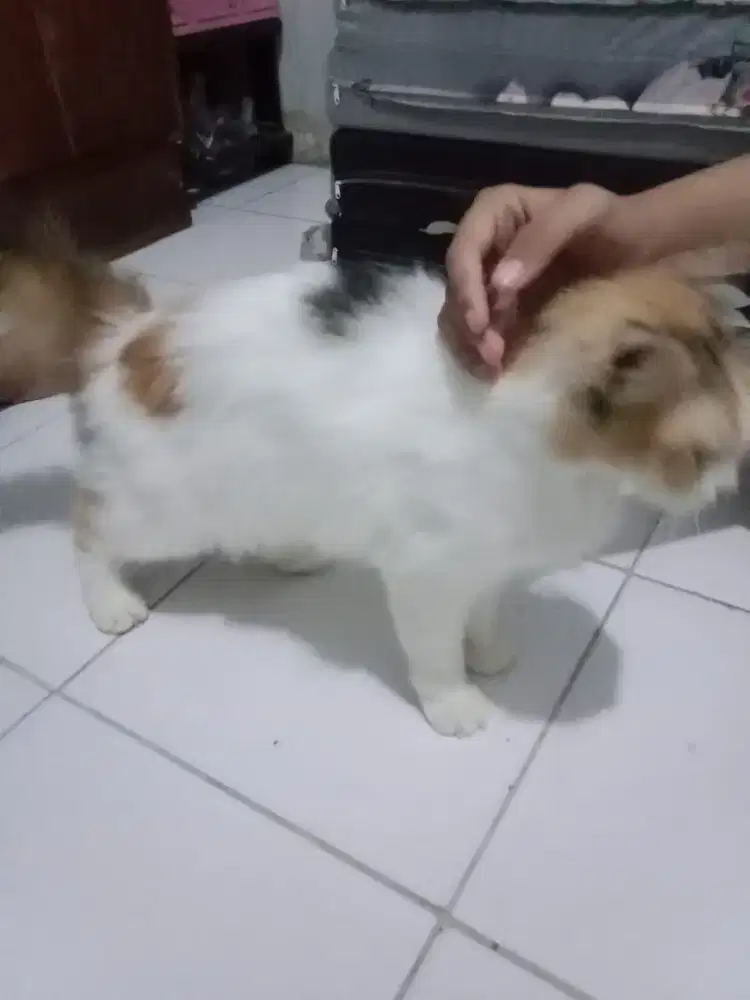 Kucing persia dewasa