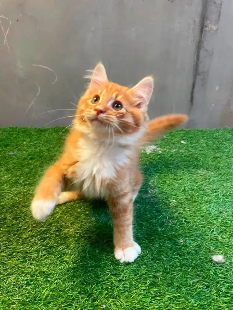 Kucing Kitten mainecoon pure