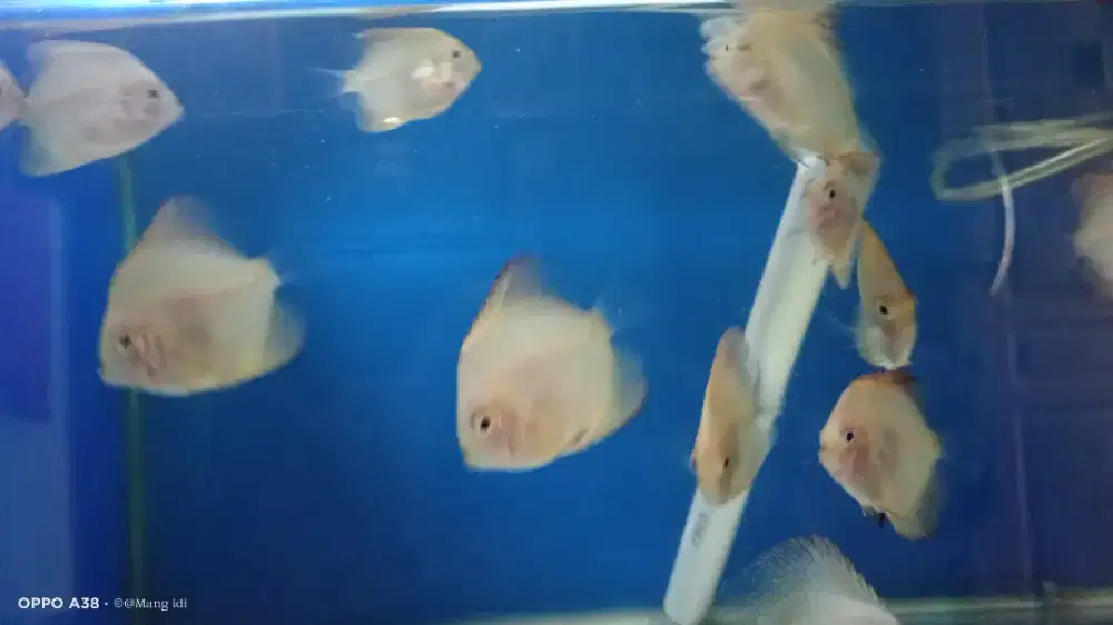 Ikan discus golden