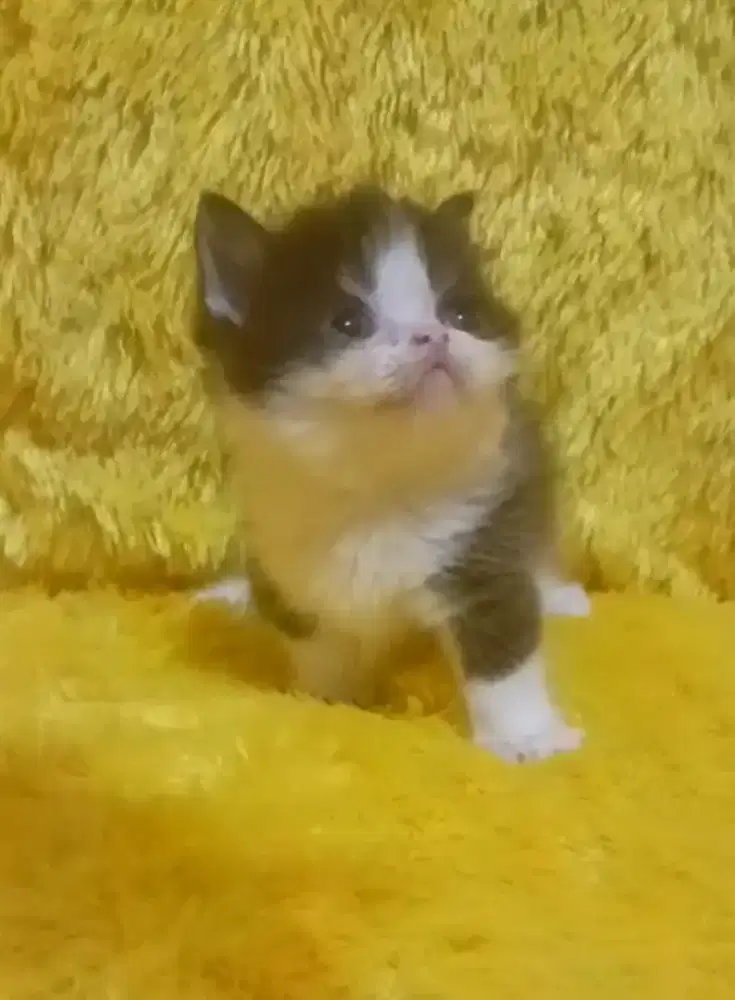 Munchkin Top Standart Betina