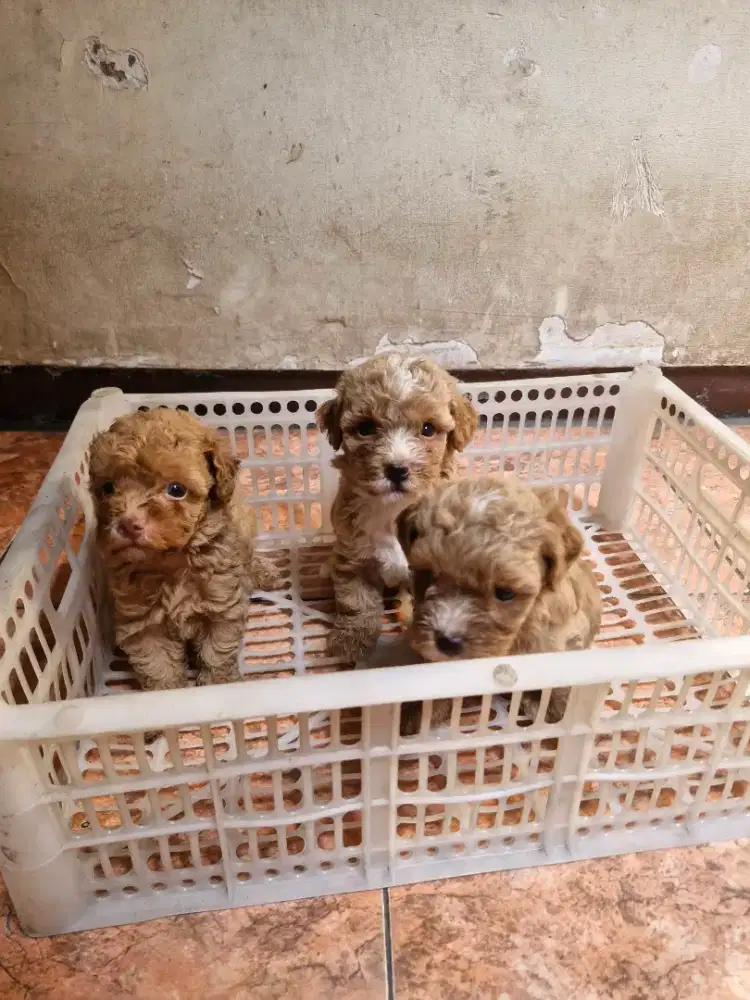 Anakan poodle 2 betina & 1 jantan