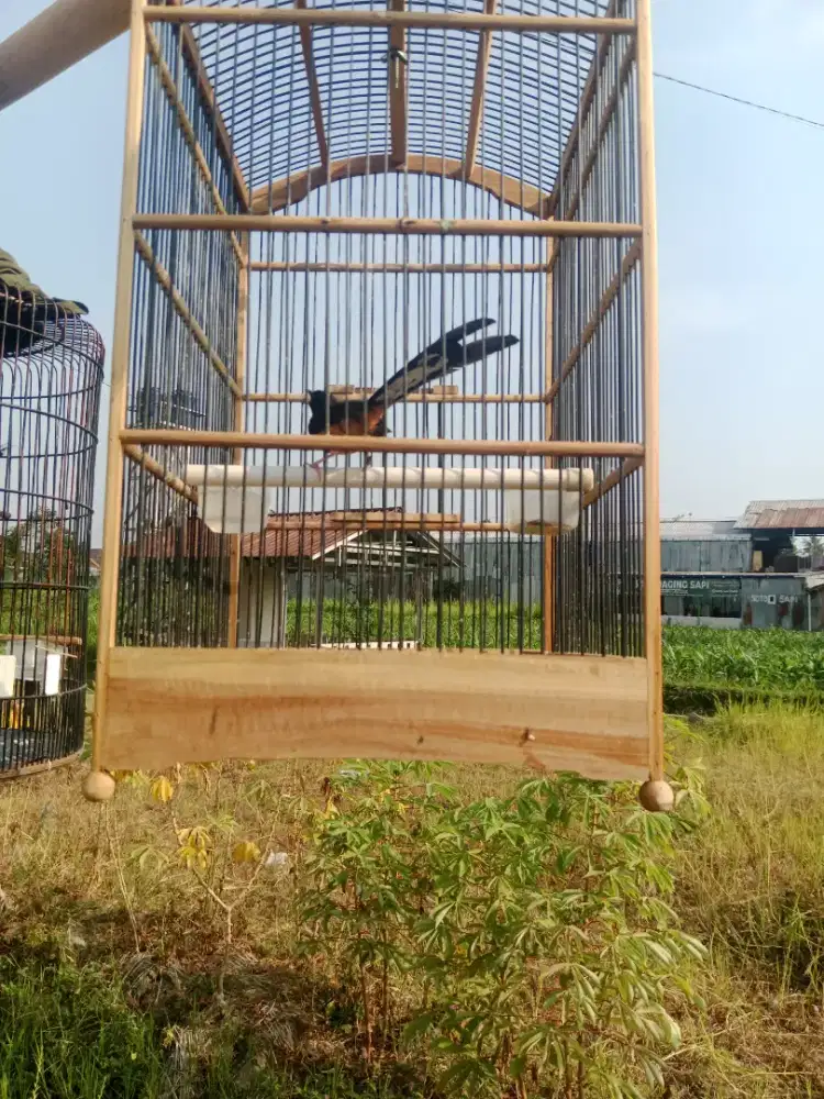 Betina pastol ekor panjang