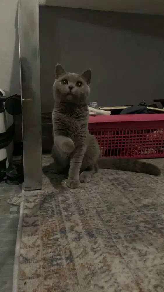 Kucing BSH Import ,British shorthair, cantik(kitten,munchkin,scootish)